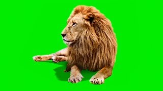 Male Lion | Best Green Screen ( Download Link )