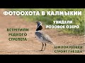 Дикие кадры. Фотоохота в Калмыкии. Много редких птиц. Стрепет, шилоклювки, каравайки