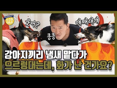 [Eng sub] 강아지끼리 냄새 맡다가 으르렁대는데, 화가 난 건가요?｜강형욱의 소소한 Q&A