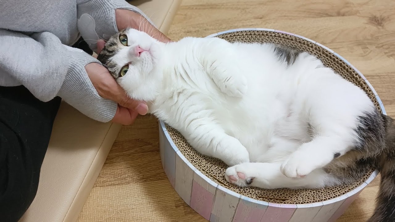 これから初手術とは微塵も思っていない子猫がこちら・・・笑