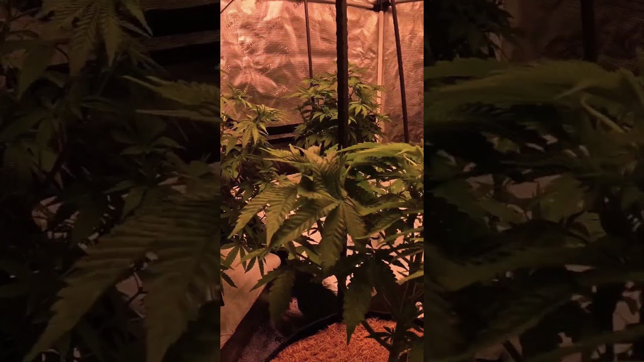 Running a Male to collect some pollen and seeds from the females.