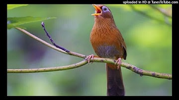 Ơi cuộc sống mến thương - Sáng tác: Nguyễn Ngọc Thiện - Trình bày: Hải Anh