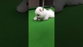 2017年最可爱最萌的狗狗集锦 小博美1