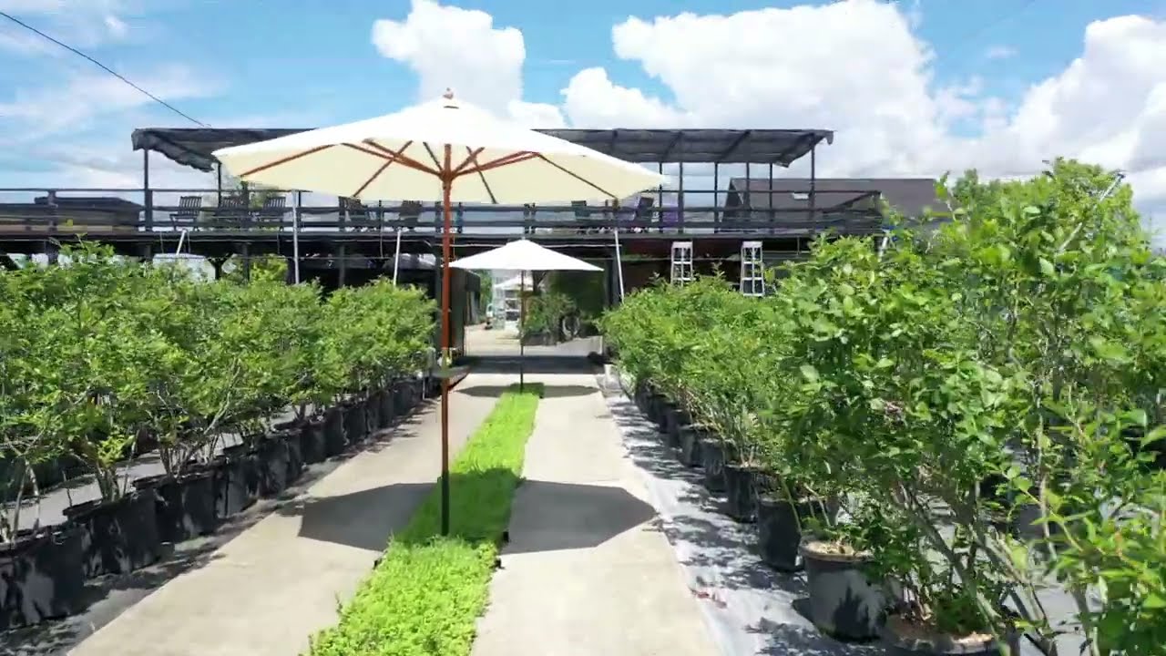 ブルーベリー 農園 森 の 畑