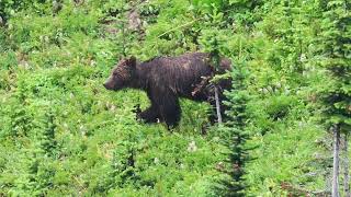 Grizzly Rocheuses Canadiennes