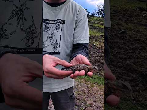 Mexican Fence Lizard