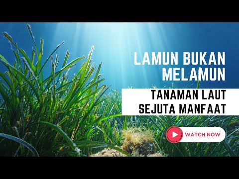 Manfaat Tanaman Lamun untuk Penyimpanan Karbon Biru (Blue Carbon) di Pesisir