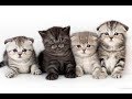 Клички для шотландских котят  Правила выбора  Часть 1 Имена для кошечек и котиков  Names for cats