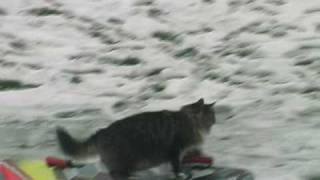 Mittens, the Sled Riding Cat - Part 3