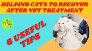 How can I help my cat recover after vet treatment? 6 Practical Tips given by Gen X Pets 20 views 1 year ago 2 minutes, 2 seconds