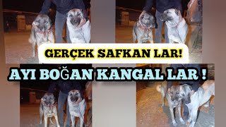 "AYI" YA DALAN, "KANGAL" LAR. ESKİ "PANTER" LERE BENZİYOR ! @emreatak296