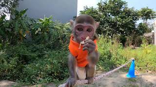 Adorable baby monkey || Instinct exercises for monkeys