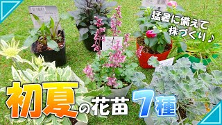 【ガーデニング】初夏の花苗７種類の植え付け|ヒューケラ|クナウティア|ベラルゴニウム|ダリア|エキナセア|アルメリア|インパチェンス