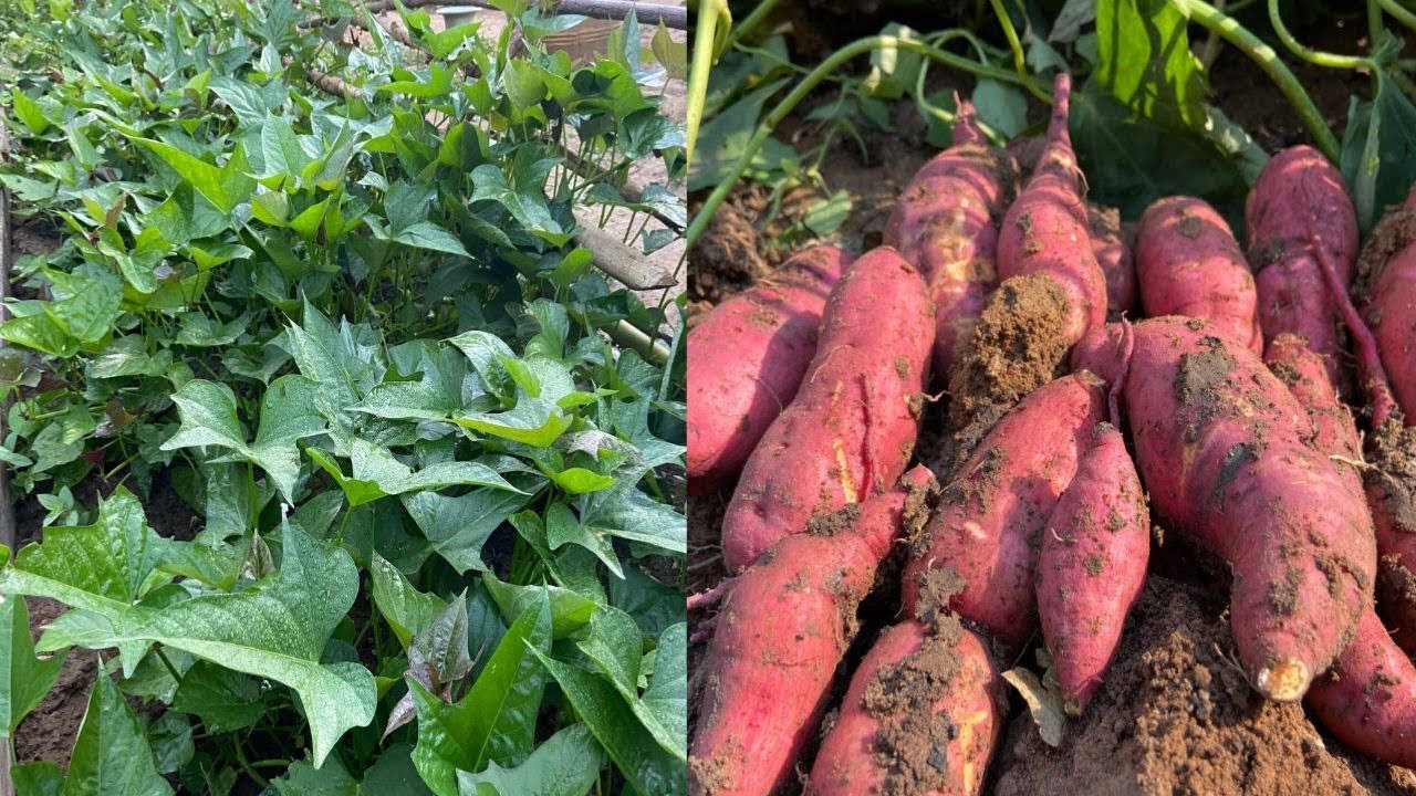 Grow sweet potatoes in wooden frames yields fast results 