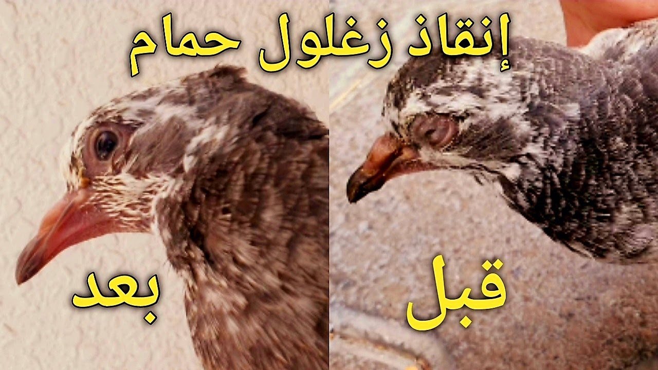 انقاذ فرخ حمام لديه حشرات ومرض تنفسي وكنكر | Rescue a chick with respiratory disease and a kangaroo