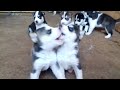 Evolução Ninhada 8 filhotes Husky siberiano