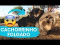 Nunca vi um yorkshire to folgado e um shihtzu morder