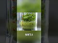 Ninja vs. Breville vs. NutriBullet: Best Blender For YOU! #shorts