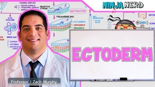 Embryology | Ectoderm