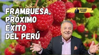 Frambuesa, Tras Los Pasos Del Exitoso Arándano Peruano