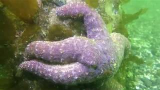 Sea Stars Under Siege  A 2018 Update to Sea Star Wasting Disease