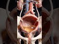 Your bladder is built for control and timing#medical education#trending