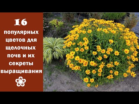 ❀ 16 популярных цветов для щелочных почв и их секреты выращивания