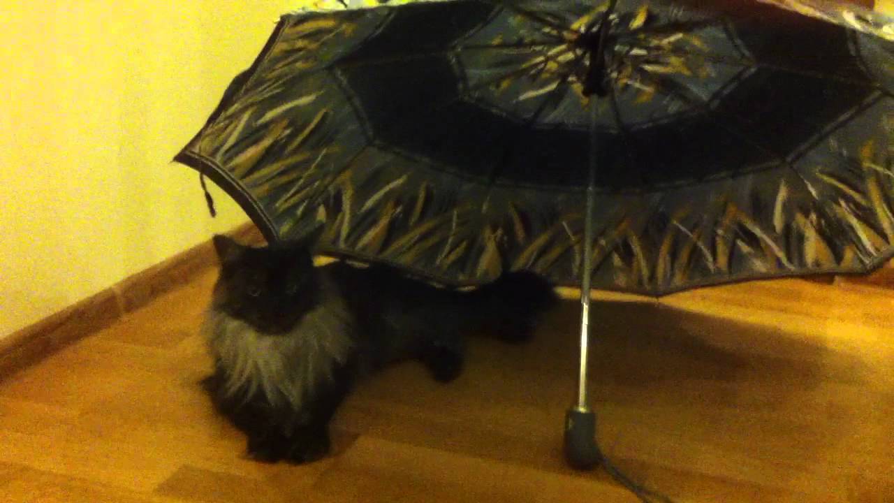 Кошка, которая умеет стрелять глазами.... - YouTube