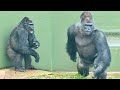 Silverback enjoys being chased by an angry female gorillashabani group