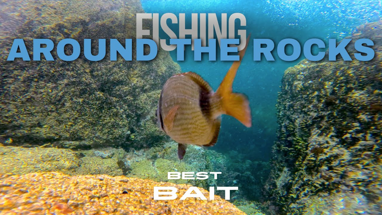 Stuart Bait Rocks BEST BAIT FOR FISHING AROUND THE ROCKS - YouTube