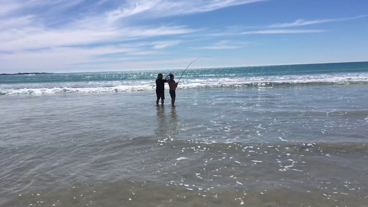 HEADING OFF ROBE BEACH - A ROD BUCKLES OVER - A STING RAY?