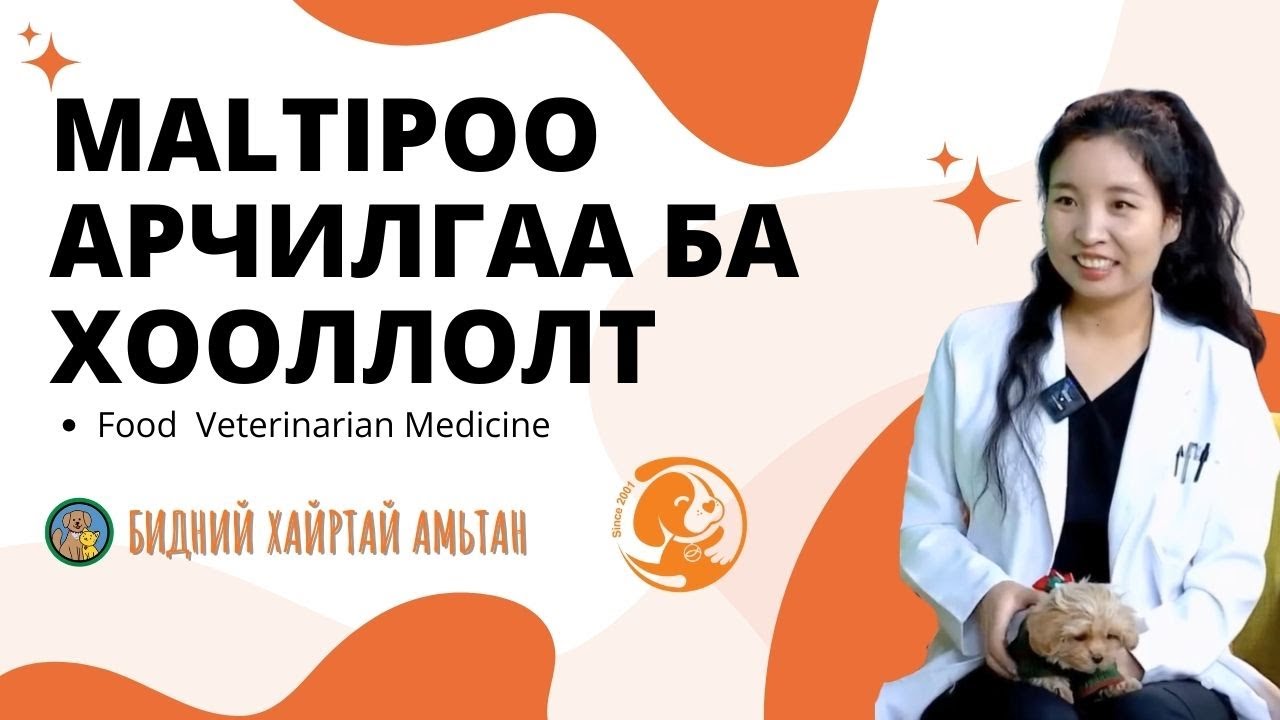 Maltipoo арчилгаа ба хооллолт