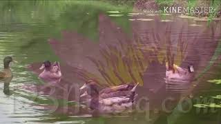 Ponnumole Enthinanee Old_is_Gold_Mappilappattukal