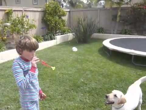 A Boy and his Dog