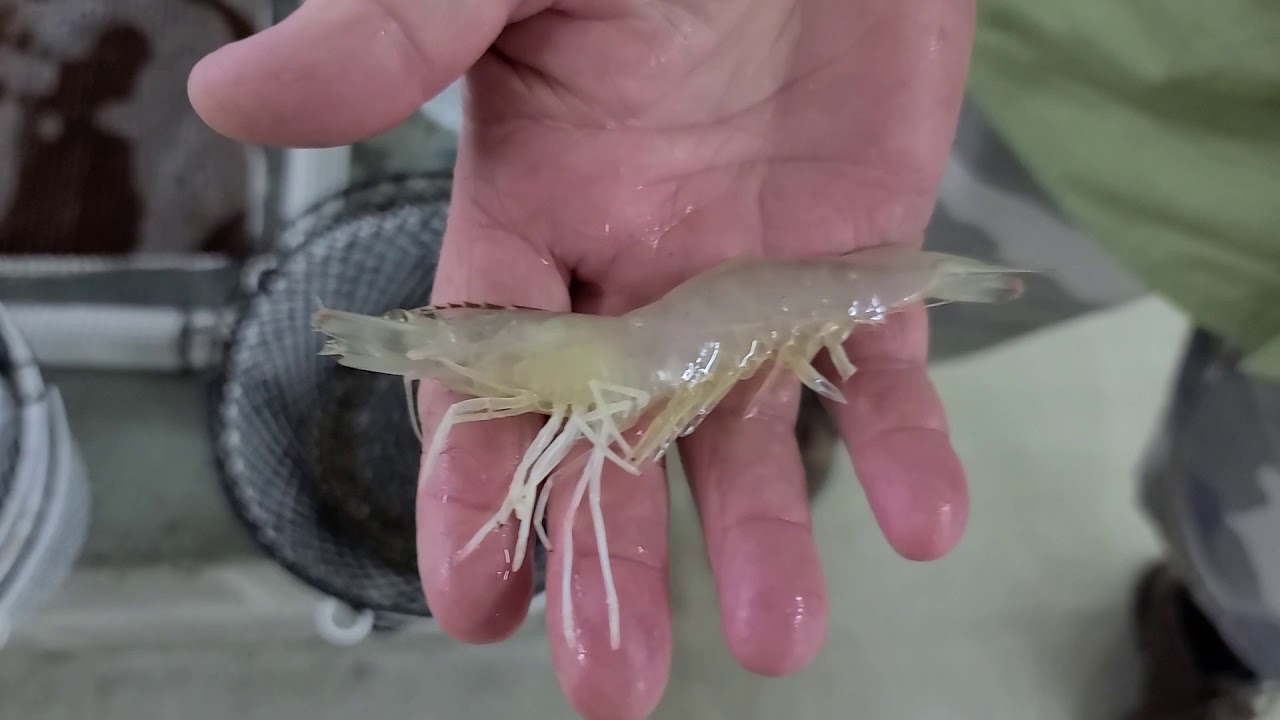 Clear Water Shrimp Farm in Neosho, MO YouTube