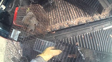 Squirrels transferred in seconds,  Comstock Swing Panel Live Traps