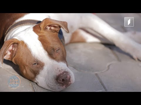 როგორი უნდა იყოს სამართლიანი სახელმწიფო რეგულაციები სხვადასხვა ჯიშის ძაღლის შემოყვანა-გამრავლებაზე