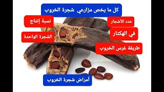 الخروب /معلومات قيمة عن كل ما يخص شجرة الخروب carob#