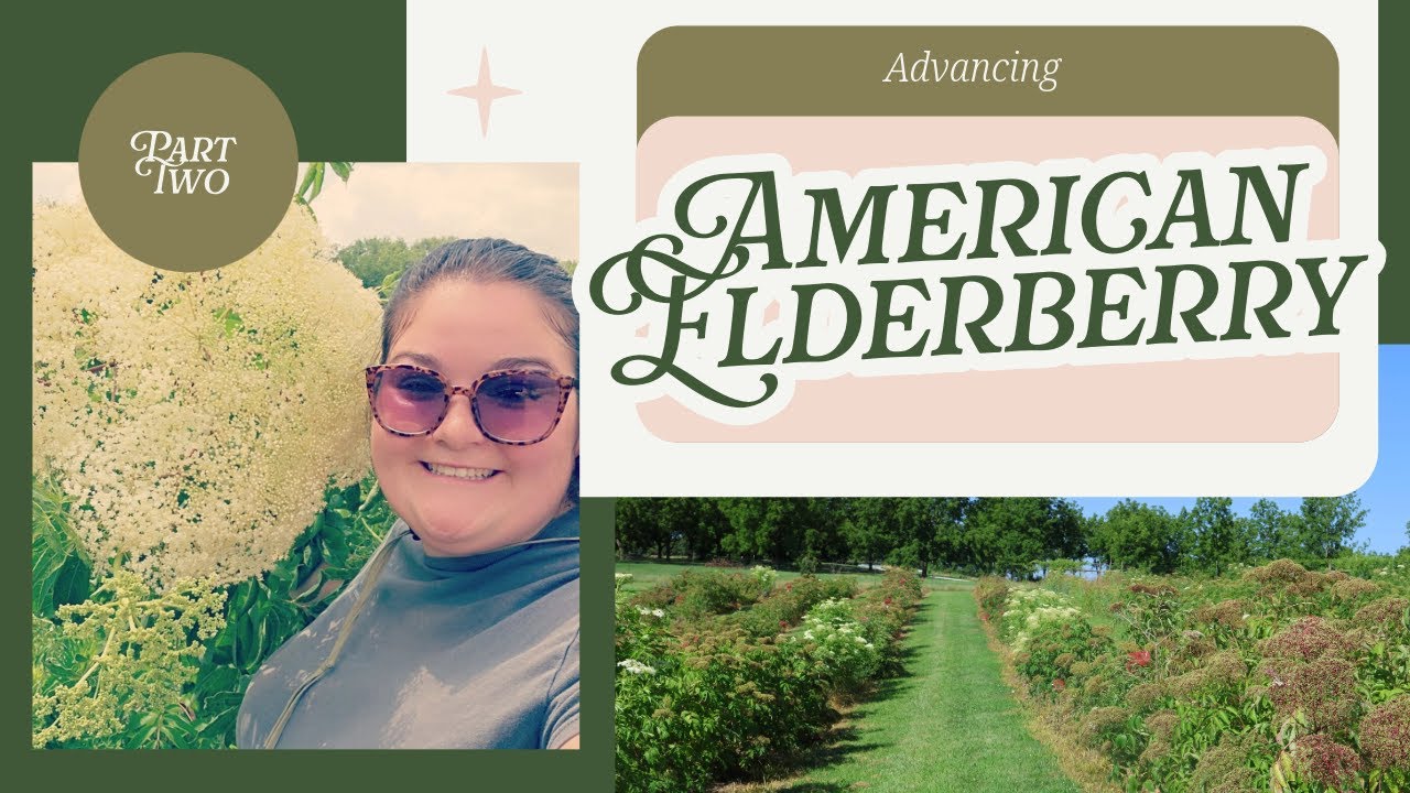 Advancing American Elderberry Part Two