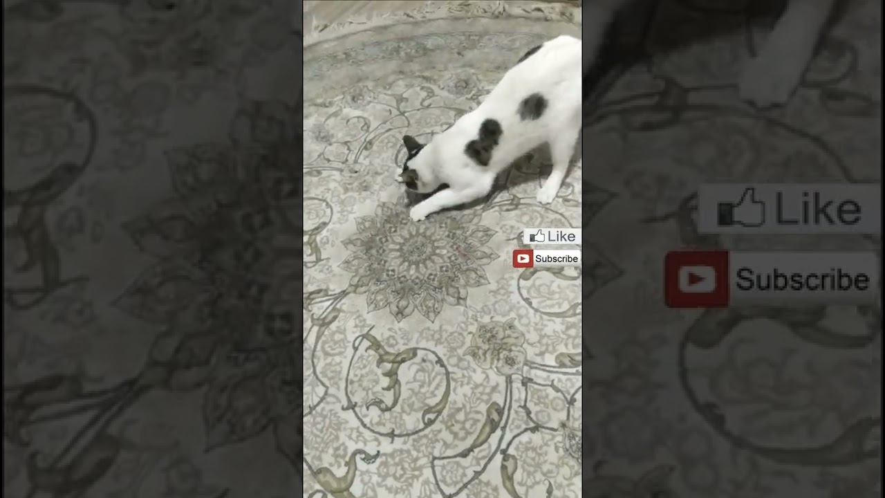 cat sharpening its claws 