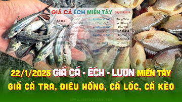 ✅ Giá Cá Ếch ĐBSCL 22/1/2025 ↗️ Giá Cá Tra, Cá Lóc, Điêu Hồng, Trê Vàng, Cá Chình, Chẽm & Giá Lươn!