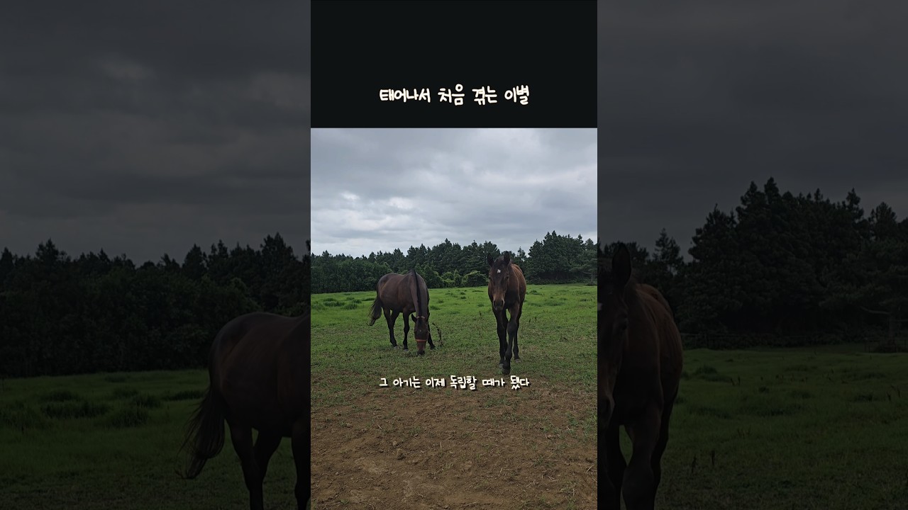 헤어질 시간이 된 경주마 모자 #쁘쥬독립 #행운을빌어🍀
