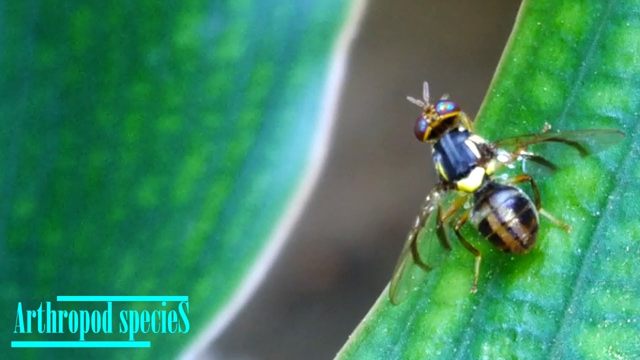 Insect Species - Flies (Fruit Flies) | Bactrocera tryoni (Queensland fruit fly) | - YouTube