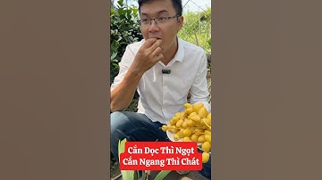 Đây là 1 trong số những cách ăn rất đặc biệt của quả Chà Là☎️0921.826.862 #nhavuonngoclam #cayanqua