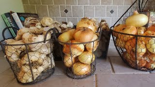 Garlic and Onion Curing/ How To Care for After Harvest~ This and That