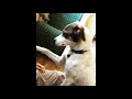 保護犬シンディさん色々な気持ちを込めたお手 Protective dog Cindy