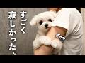 数時間ぶりの再会…愛犬がさらに甘えん坊になっていました。
