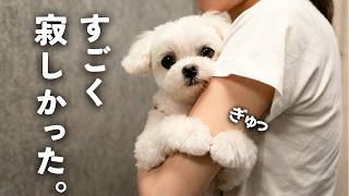 数時間ぶりの再会…愛犬がさらに甘えん坊になっていました。