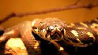 Boelens python ( Ular hitam) Wealth