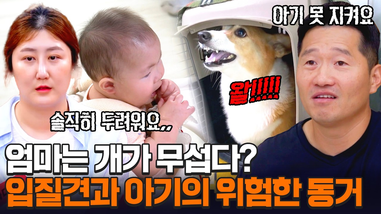 입질하는 웰시코기와의 위험한 동거! 👶🏻아기와 개🐶 합사 가능할까?💥| 개와 늑대의 시간2 38회